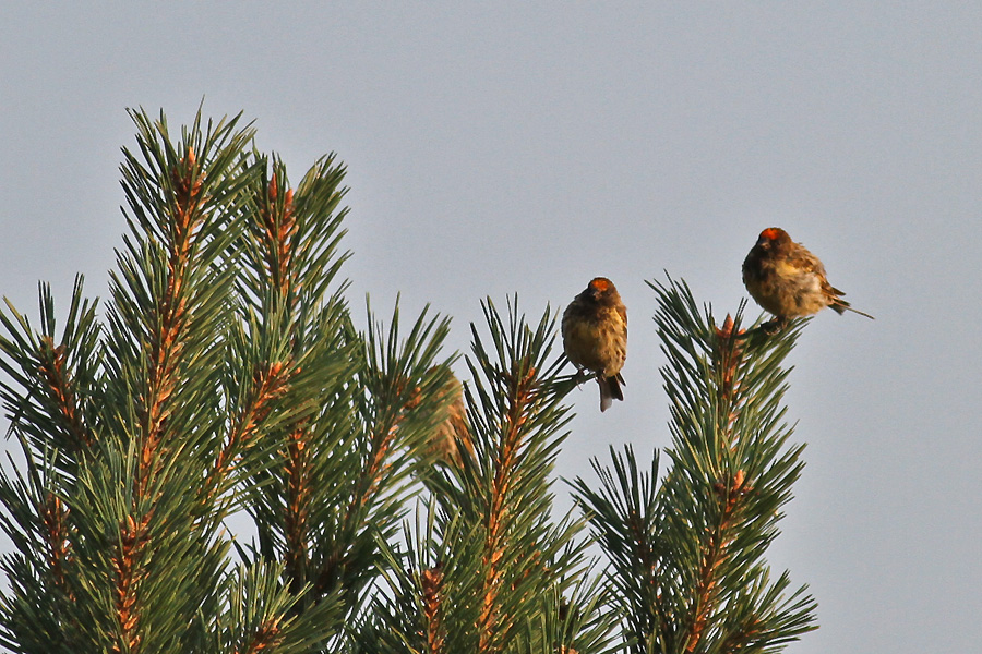 Red-fronted Serin