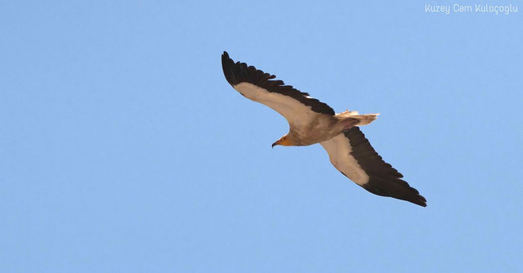 Egyptian Vulture