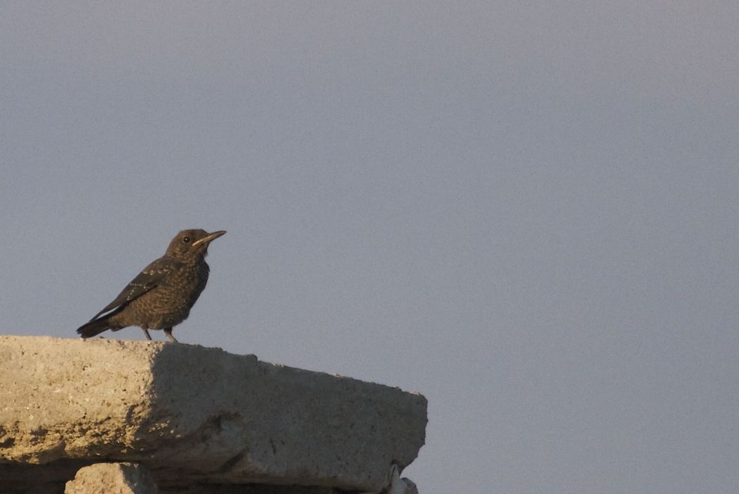 Blue Rock Thrush