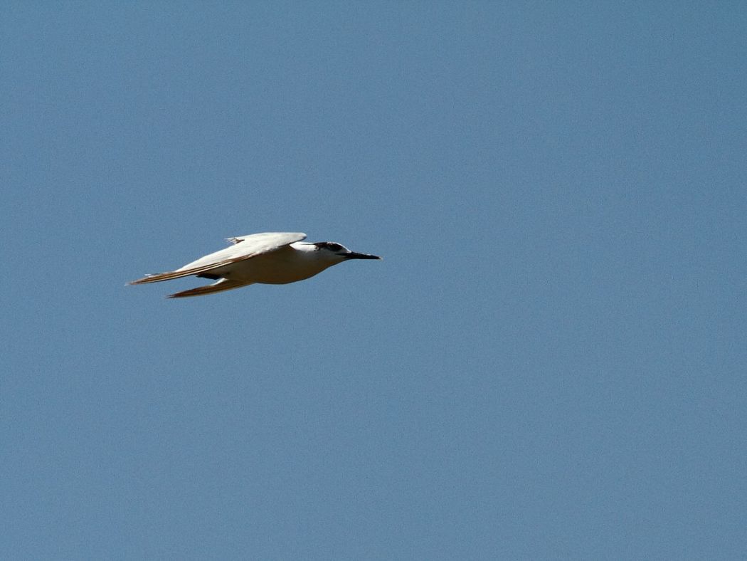 Sandwich Tern