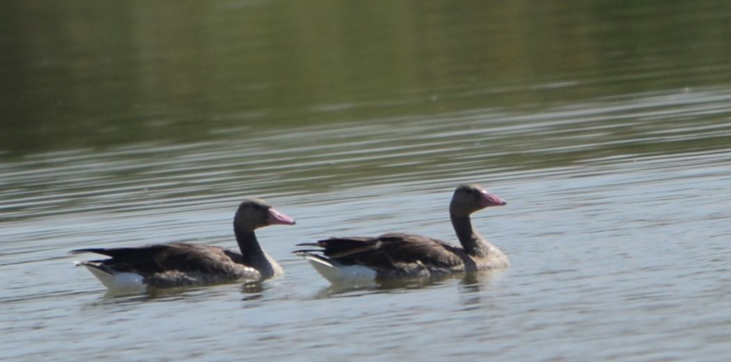 Greylag Goose