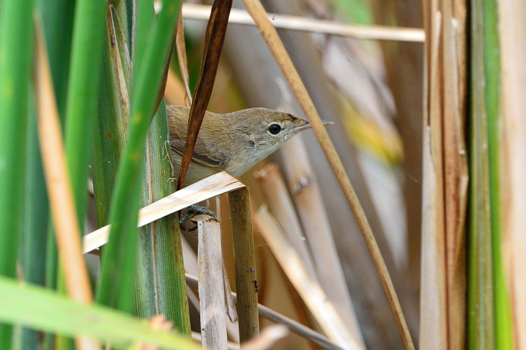 Common Reed Warbler
