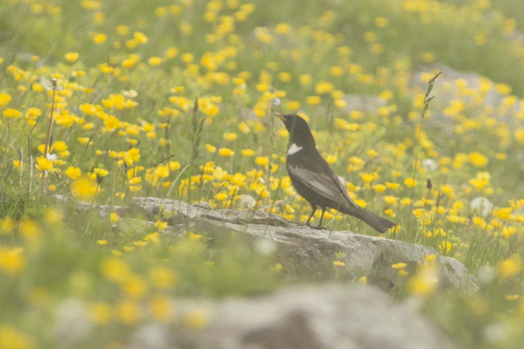 Ring Ouzel