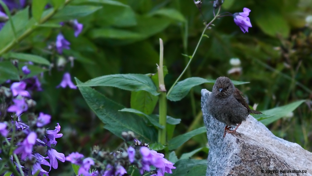 Dunnock