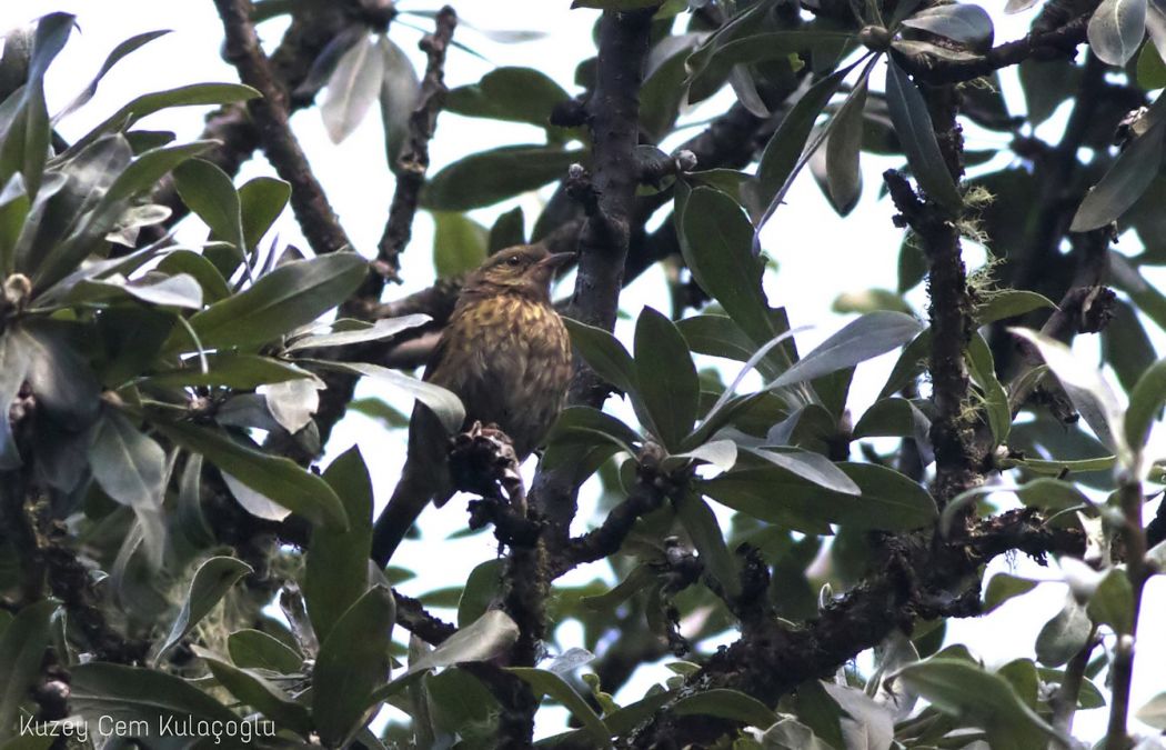 Dunnock