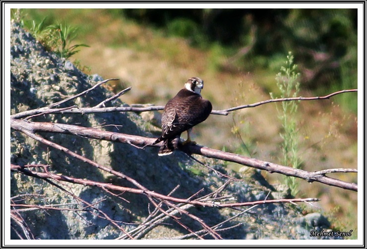 Gök Doğan