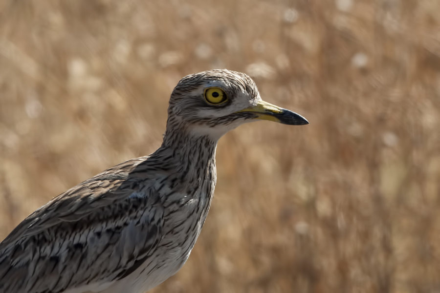 Eurasian Stone-curlew
