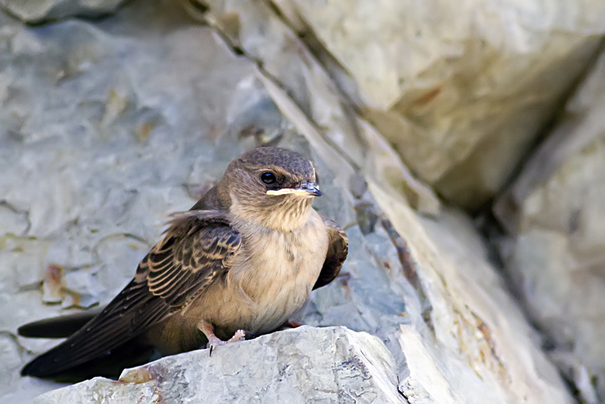 Eurasian Crag Martin