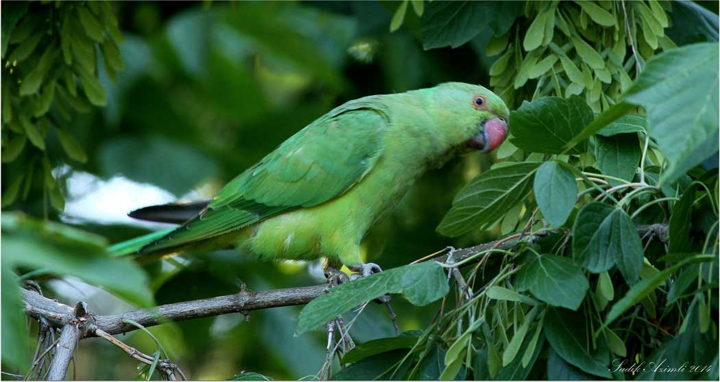 Rose-ringed Parakeet