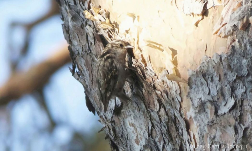 Eurasian Treecreeper