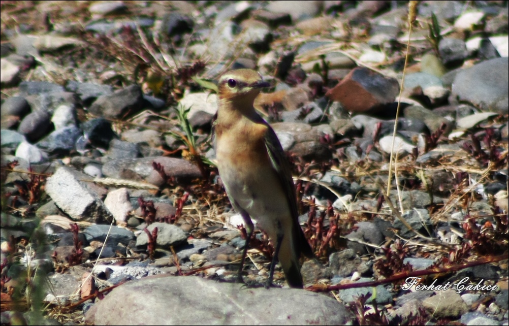 Northern Wheatear