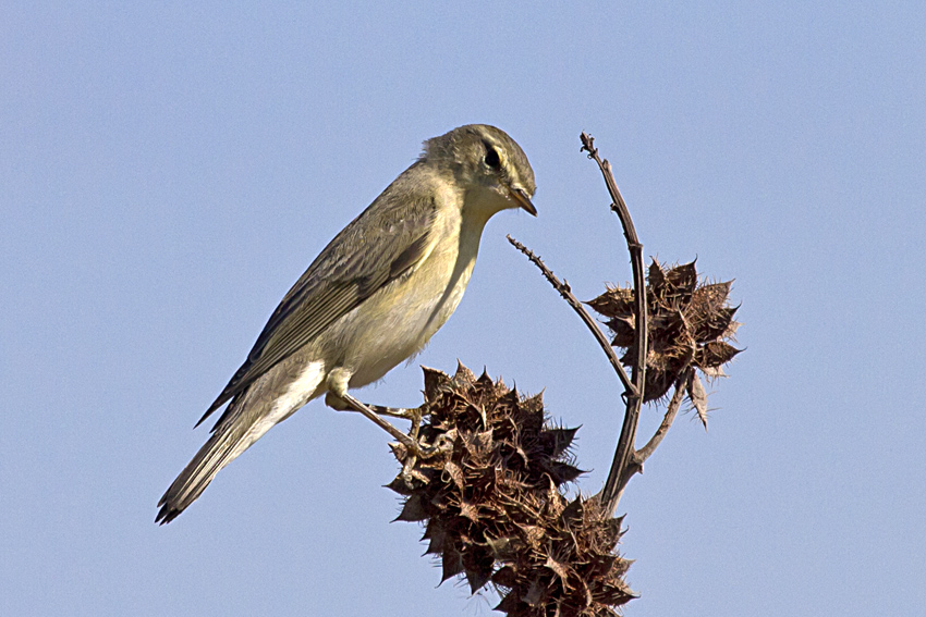 Willow Warbler
