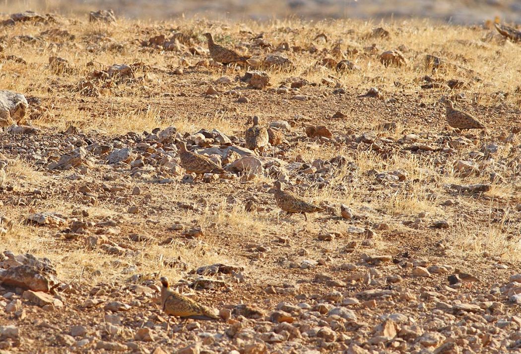 Black-bellied Sandgrouse