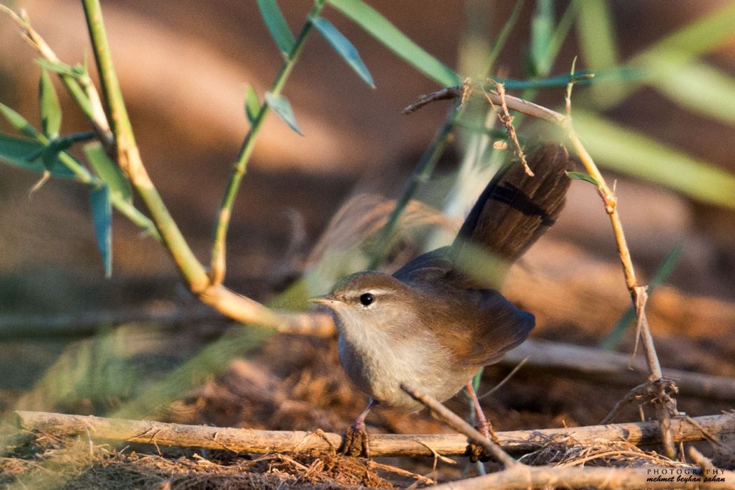 Cetti`s Warbler