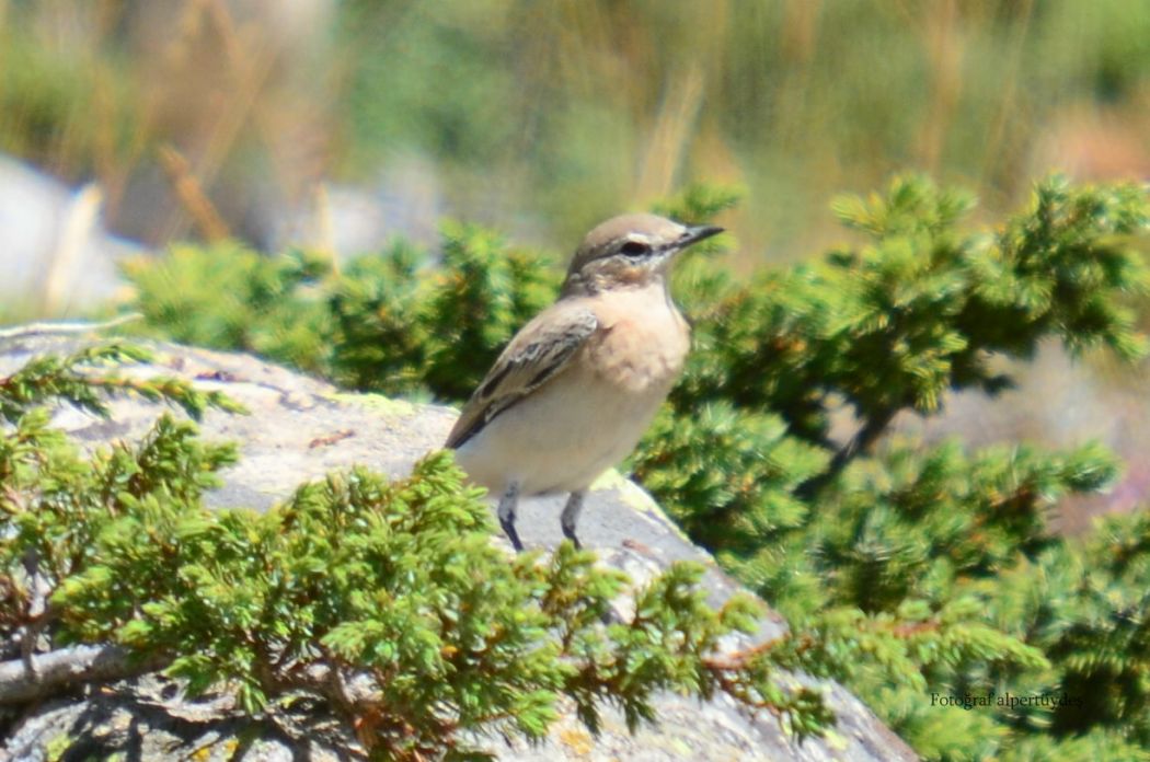 Northern Wheatear