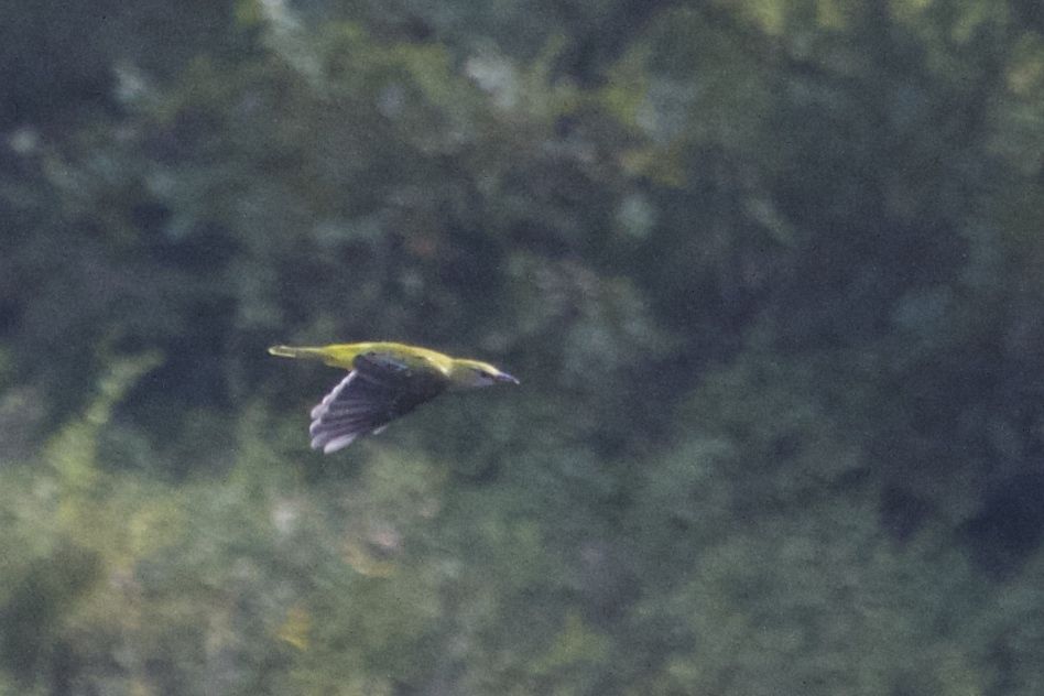 Eurasian Golden Oriole