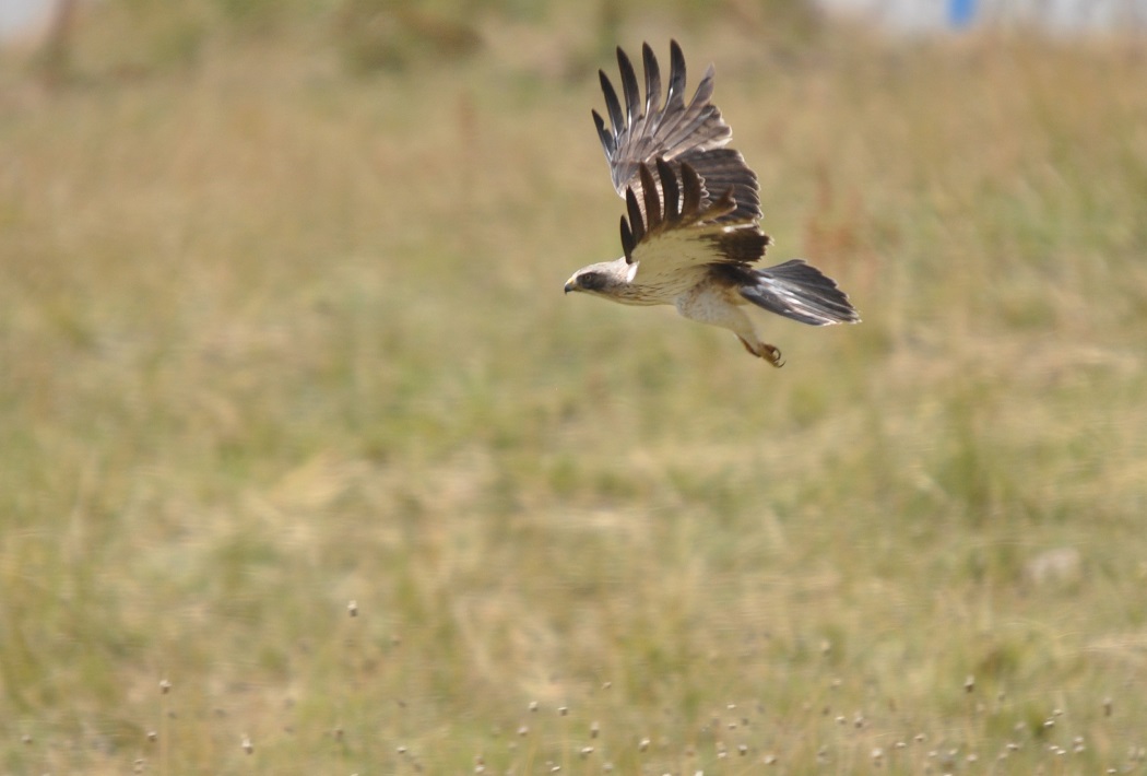 Booted Eagle
