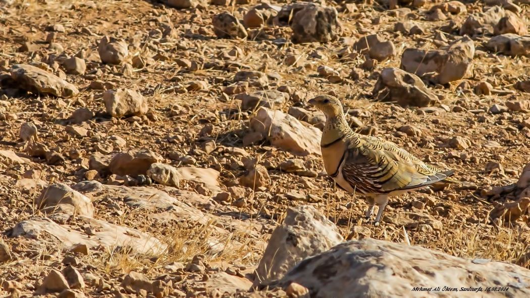 Pin-tailed Sandgrouse