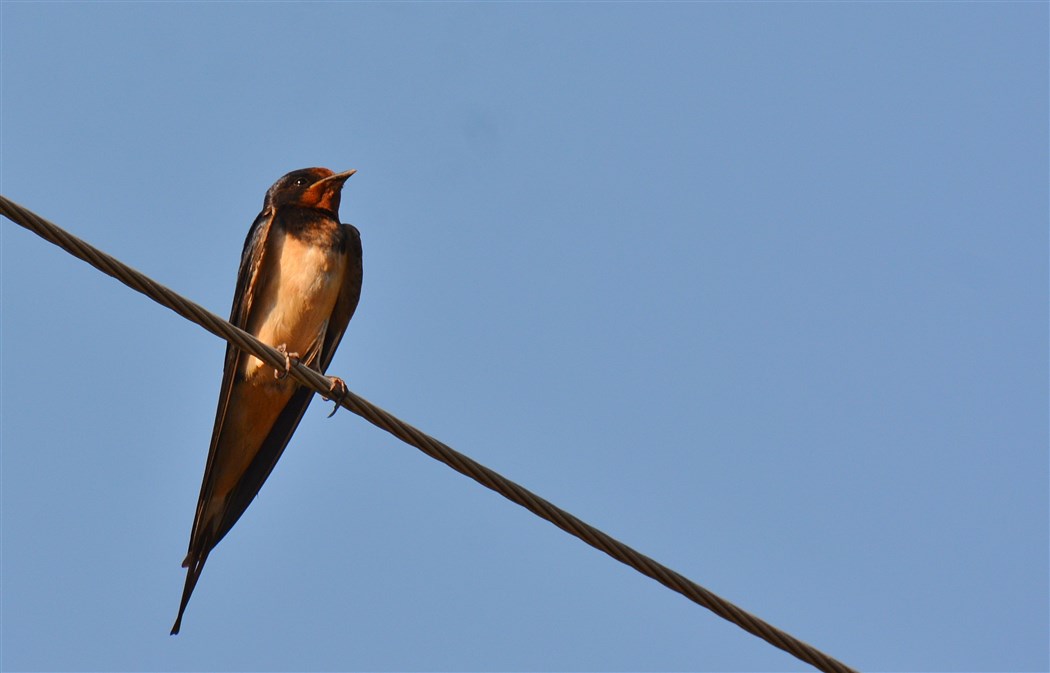 Barn Swallow