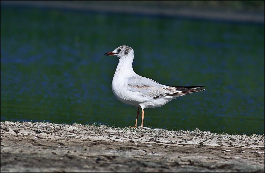 Black-headed Gull