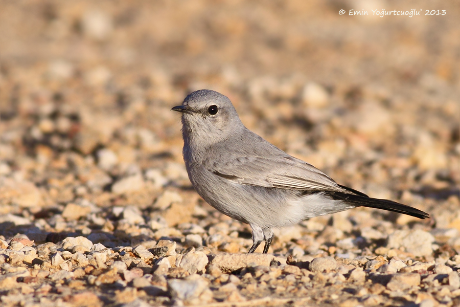 Blackstart