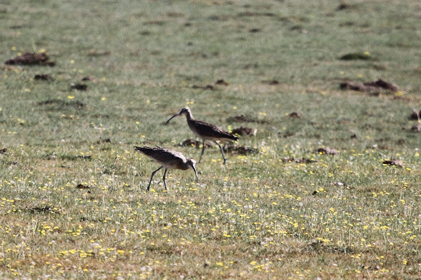 Eurasian Curlew