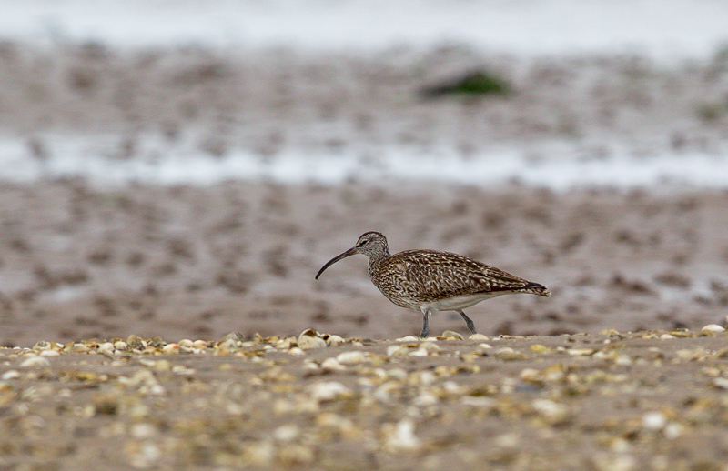 Eurasian Curlew