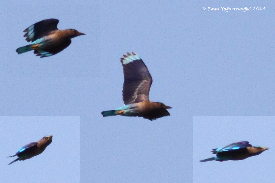 Indian Roller