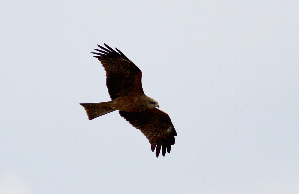 Black Kite