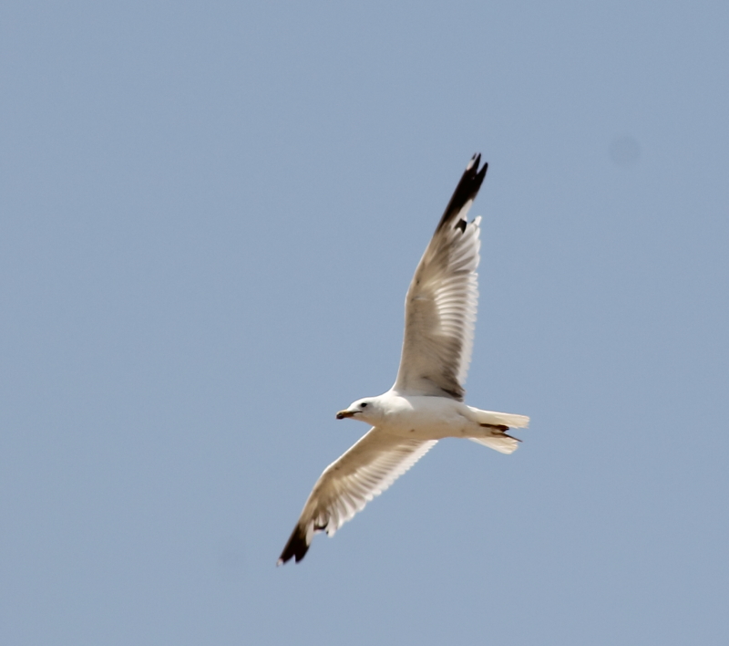 Armenian Gull