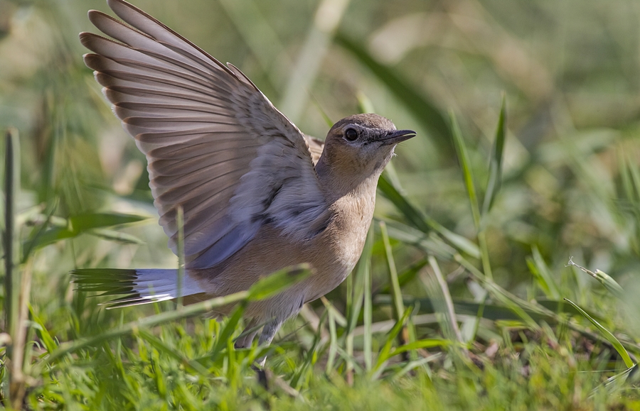 Isabelline Wheatear