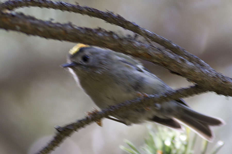 Goldcrest