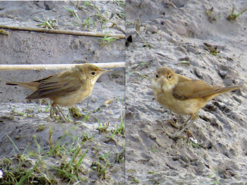 Common Reed Warbler