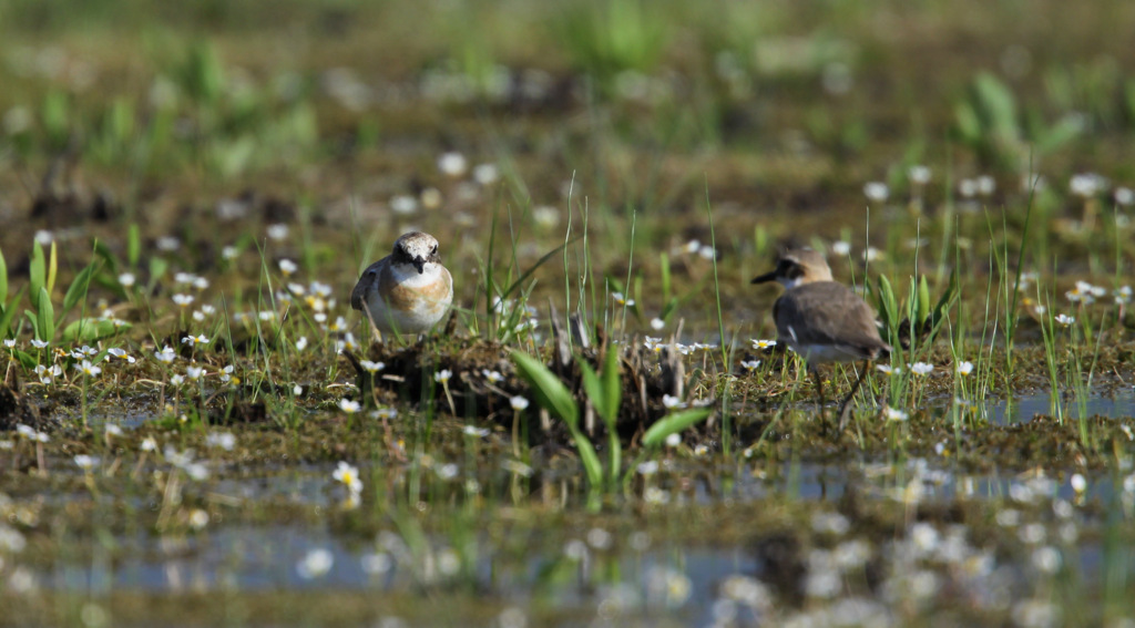 Greater Sand Plover