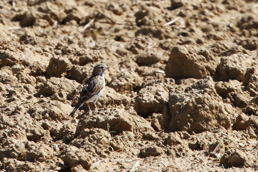 Desert Lark