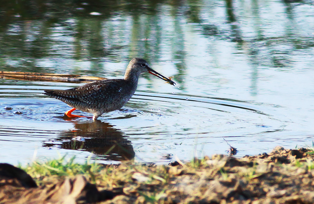 Spotted Redshank
