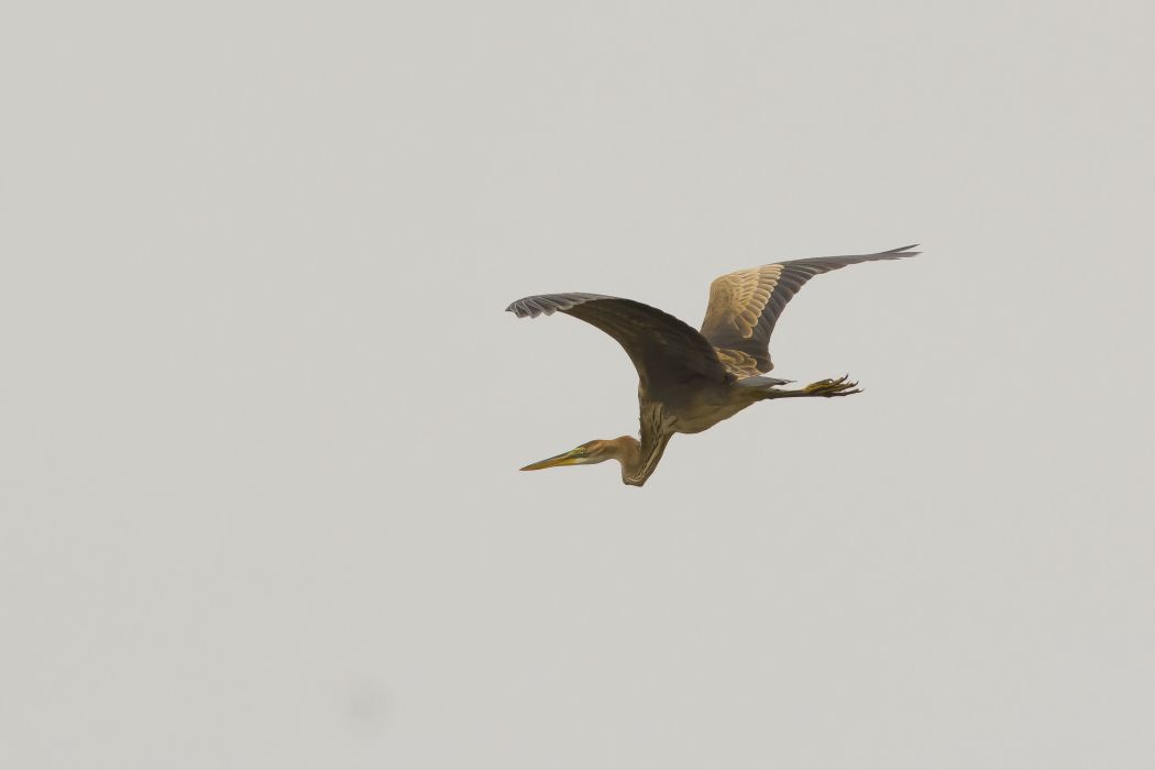 Purple Heron