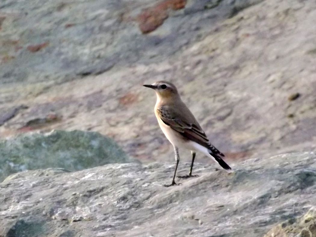 Northern Wheatear