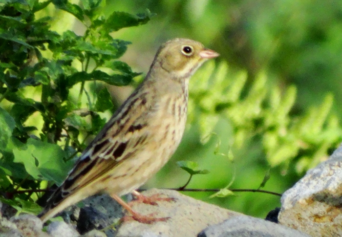 Ortolan Bunting