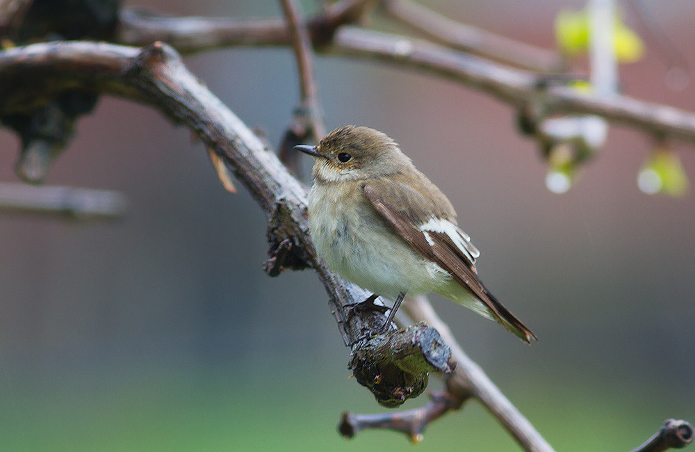 European Pied Flycatcher