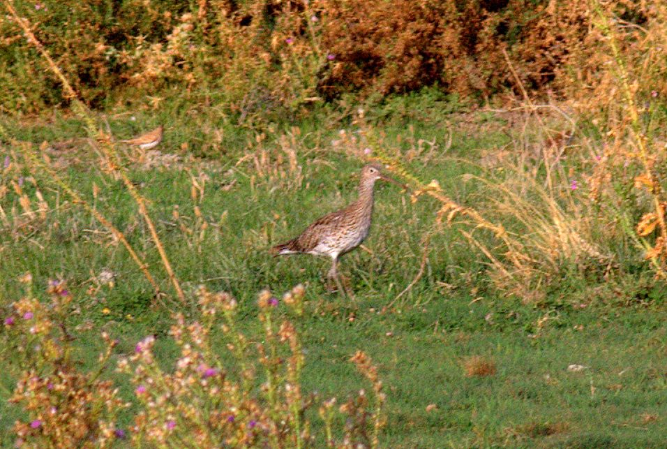 Eurasian Curlew
