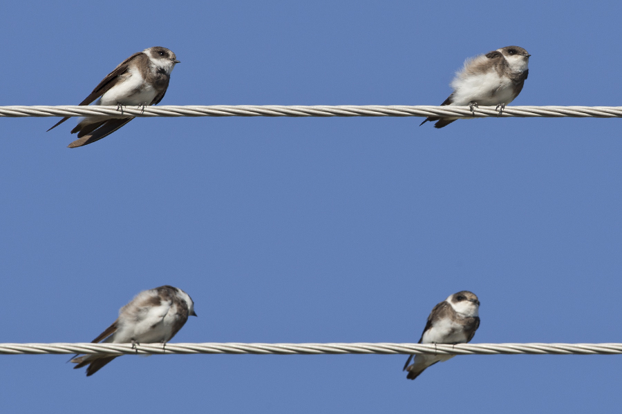 Sand Martin