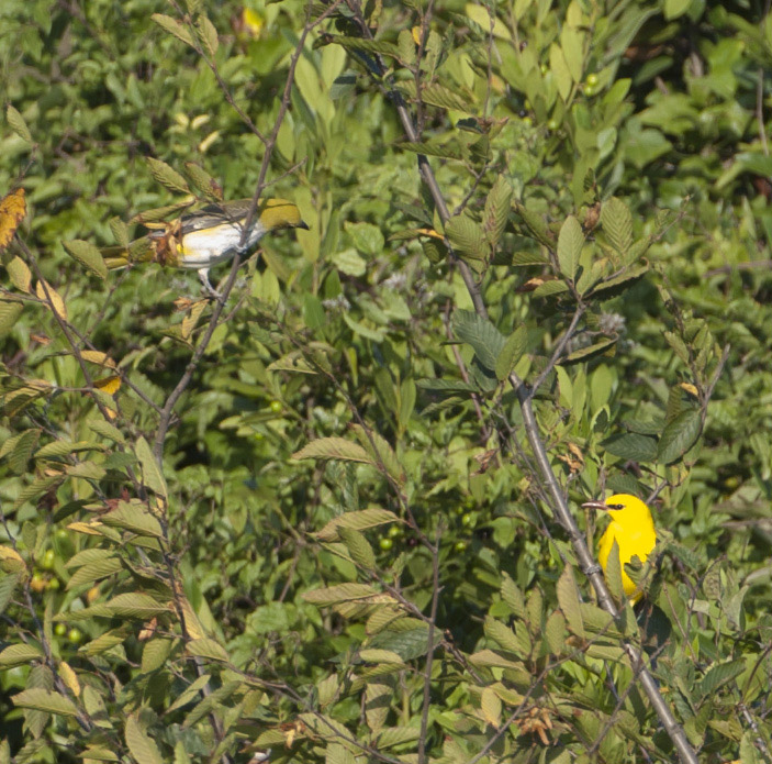 Eurasian Golden Oriole
