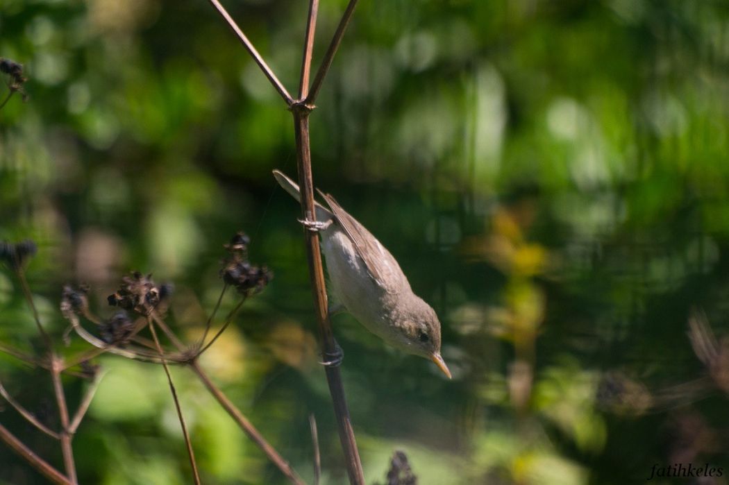 Eastern Olivaceous Warbler