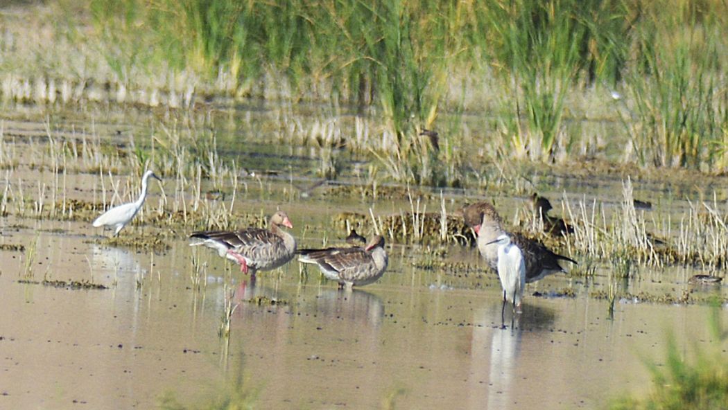 Greylag Goose
