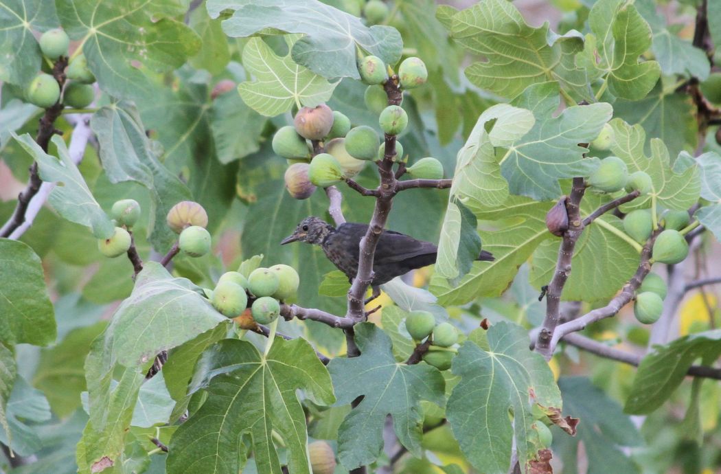 Common Blackbird