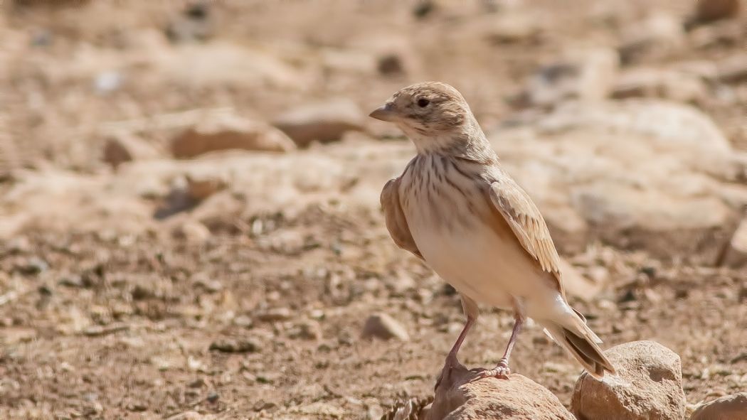 Turkestan Short-toed Lark