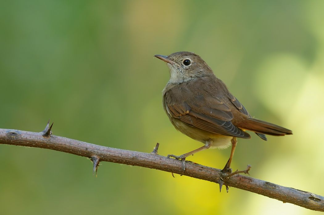Common Nightingale