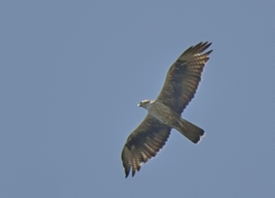 Bonelli`s Eagle