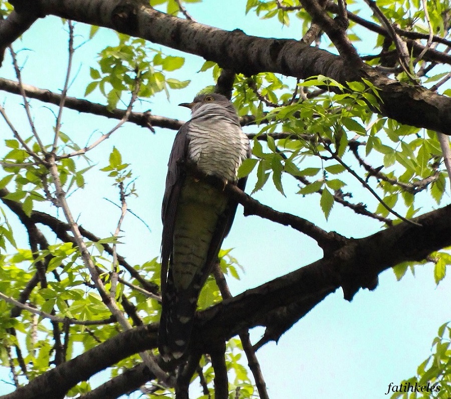 Common Cuckoo